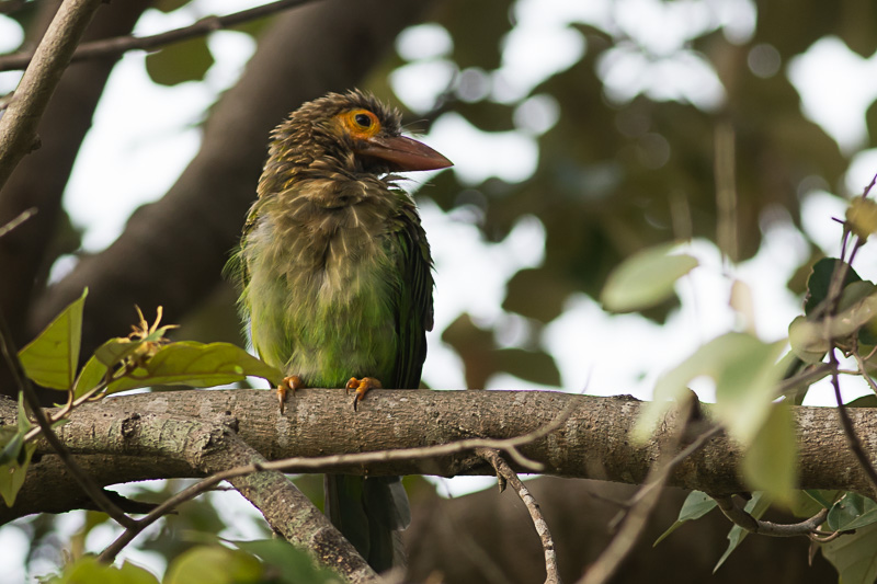 Bruinkopbaardvogel